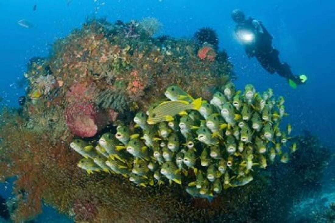 Diver and schooling sweetlip fish next to reef Raja Ampat Papua Indonesia Canvas Art - Jaynes Gallery  DanitaDelimont (26 x 18)