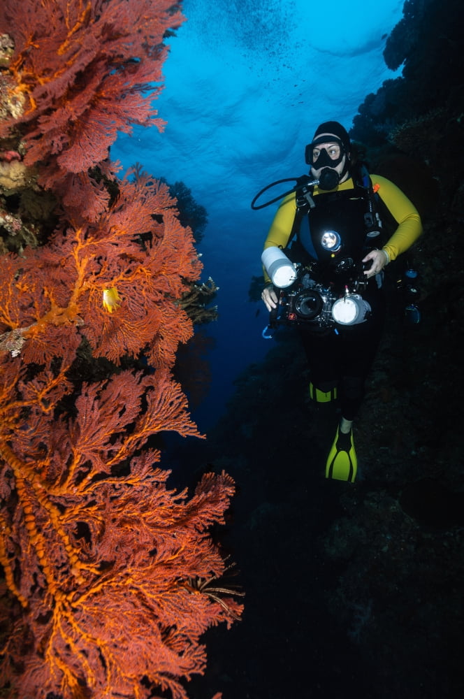 Diver and sea fans Fiji Canvas Art - Todd WinnerStocktrek Images (12 x 18)