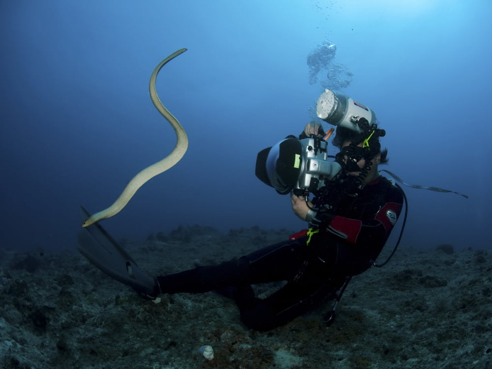 Diver and sea snake Great Barrier Reef Australia Canvas Art - Mathieu MeurStocktrek Images (16 x 12)