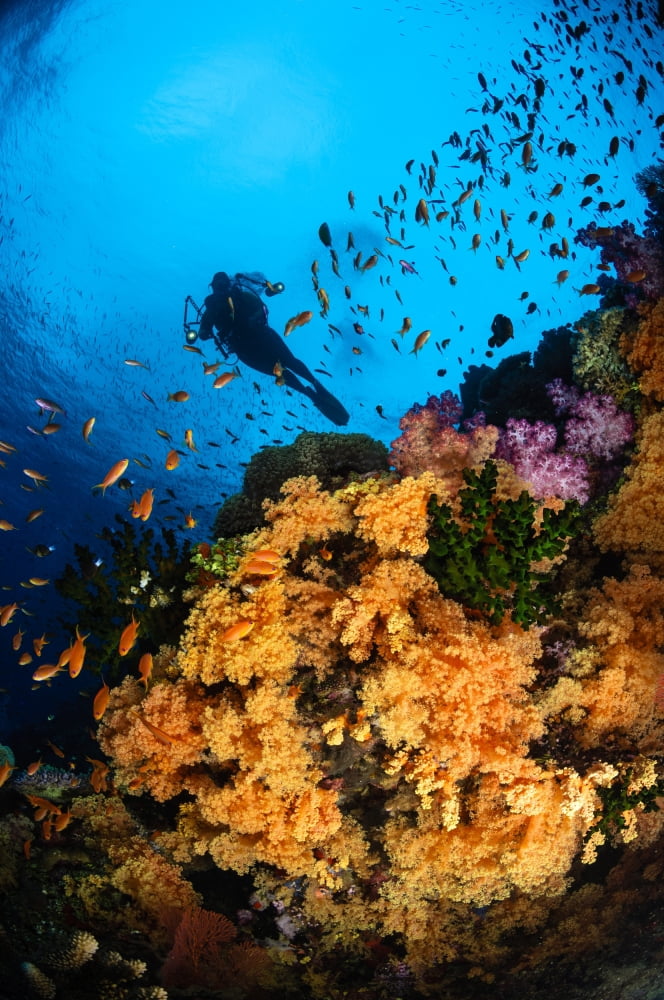 Diver and soft coral Fiji Canvas Art - Todd WinnerStocktrek Images (12 x 18)