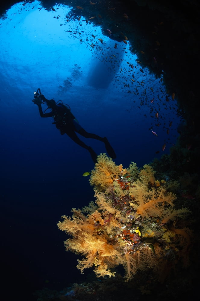 Diver and soft coral Fiji Canvas Art - Todd WinnerStocktrek Images (23 x 35)