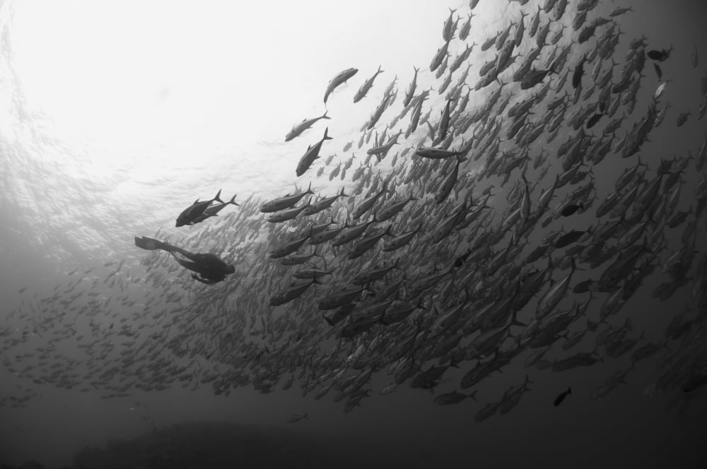 Diver approaching a large school of bigeye trevally Papua New Guinea Canvas Art - Steve JonesStocktrek Images (35 x 23)