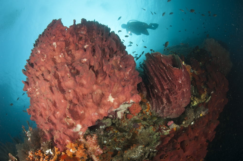 Diver approaching giant barrel sponge on a reef Raja Ampat Canvas Art - Steve JonesStocktrek Images (35 x 23)