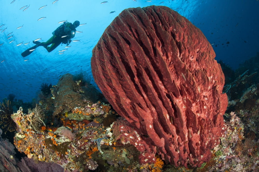 Diver approaching giant barrel sponge on a reef Raja Ampat Canvas Art - Steve JonesStocktrek Images (35 x 23)