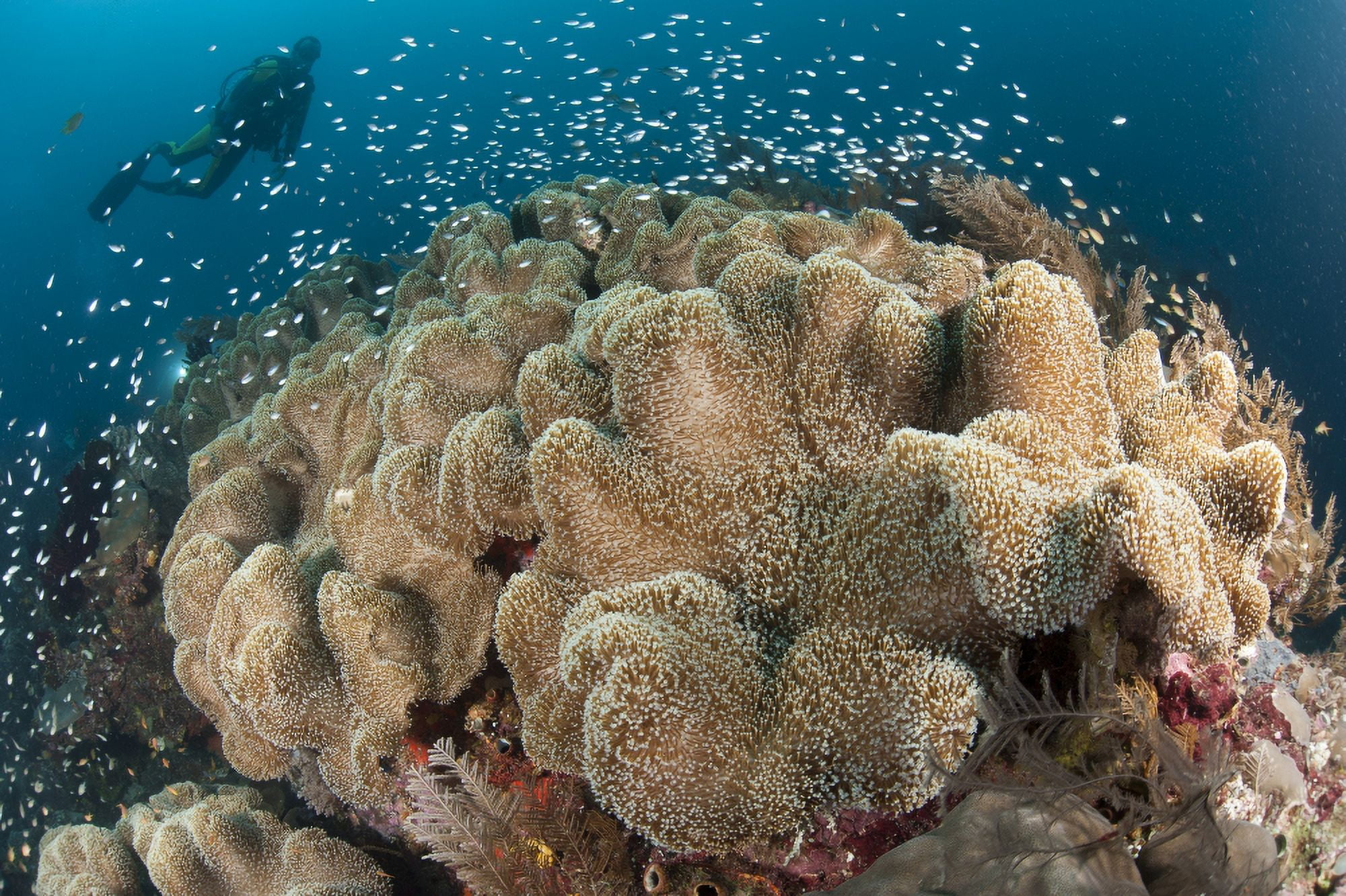 Diver approaching large group of mushroom leather coral Raja Ampat Canvas Art - Steve JonesStocktrek Images (18 x 12)