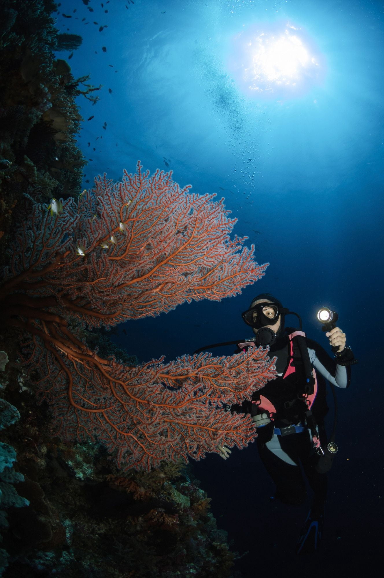 Diver by sea fans Indonesia Canvas Art - Todd WinnerStocktrek Images (12 x 18)