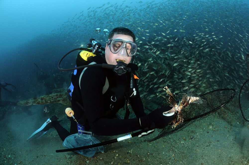 Diver collects invasive lionfish off coast of North Carolina Canvas Art - Karen DoodyStocktrek Images (18 x 12)