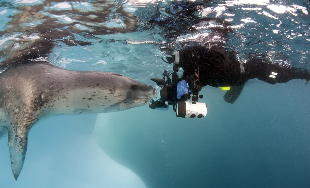 Diver comes face to face with a leopard seal Astrolabe Island Antarctica Canvas Art - Steve JonesStocktrek Images (18 x 11)