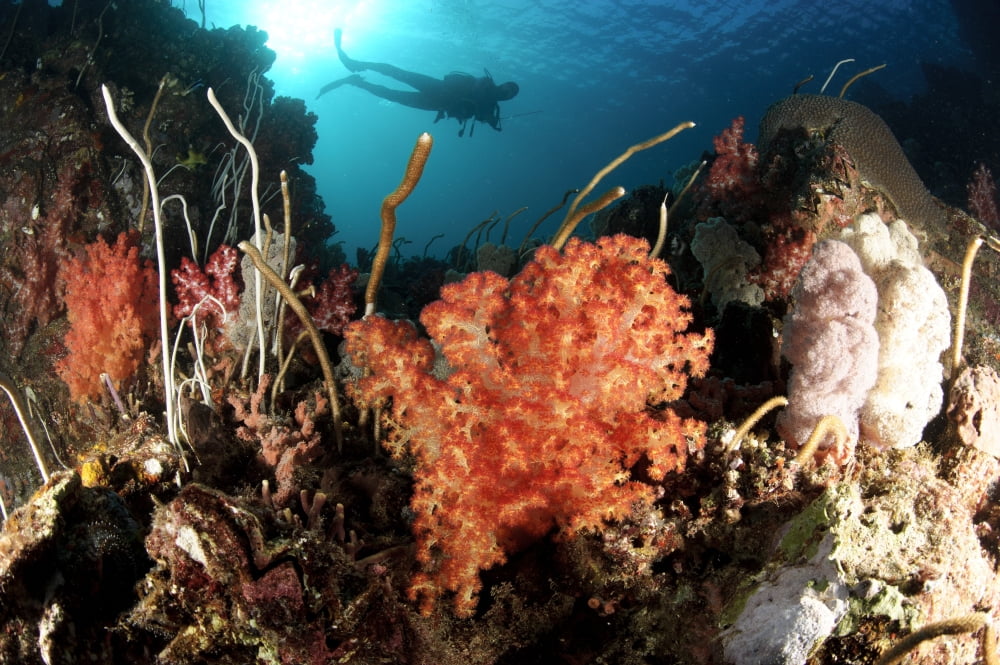 Diver explores a coral reef in Cenderawasih Bay West Papua Indonesia Canvas Art - Steve JonesStocktrek Images (35 x 23)