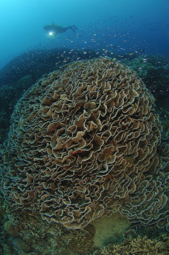 Diver exploring Cabbage Coral mountain Gorontalo Indonesia Canvas Art - Steve JonesStocktrek Images (12 x 18)
