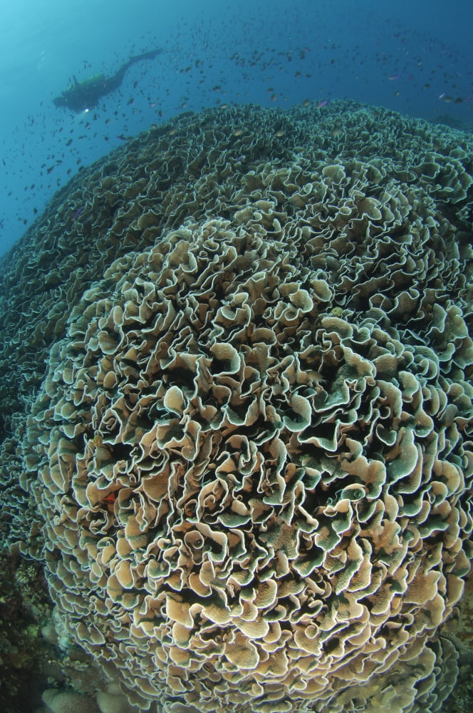 Diver exploring Cabbage Coral mountain Gorontalo Indonesia Canvas Art - Steve JonesStocktrek Images (23 x 35)