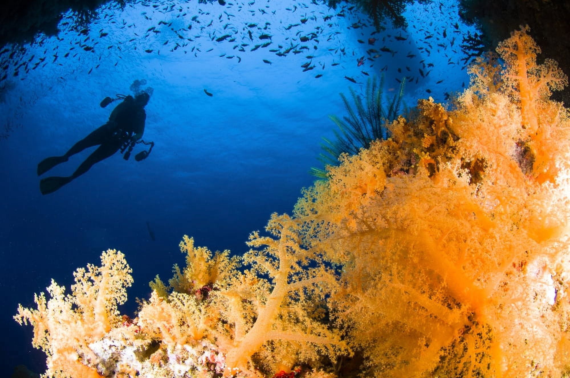 Diver hovering over soft coral reef Fiji Pacific Ocean Canvas Art - Todd WinnerStocktrek Images (18 x 12)