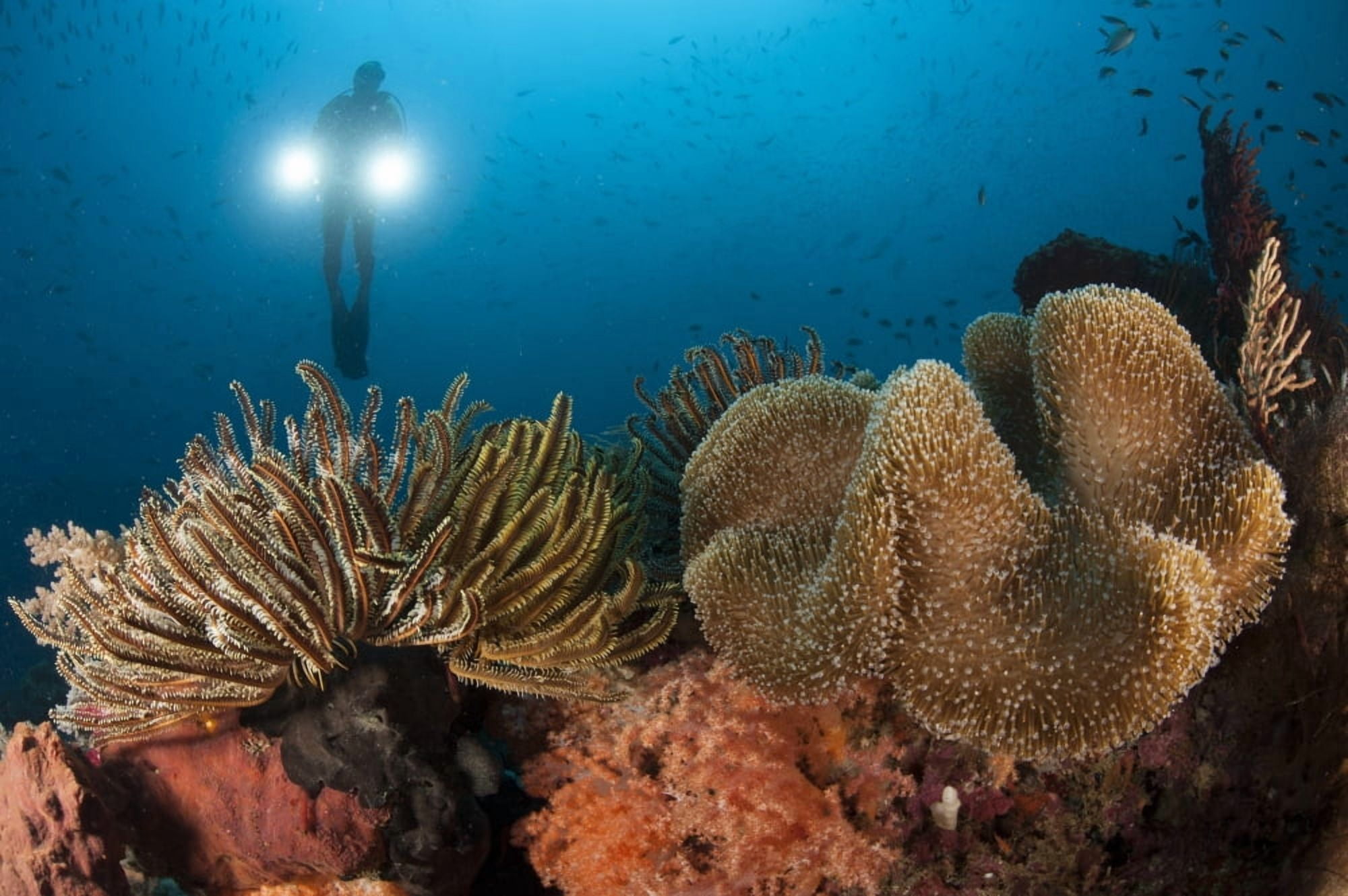 Diver illuminates mushroom leather coral and crinoid with twin lamps Canvas Art - Steve JonesStocktrek Images (18 x 12)