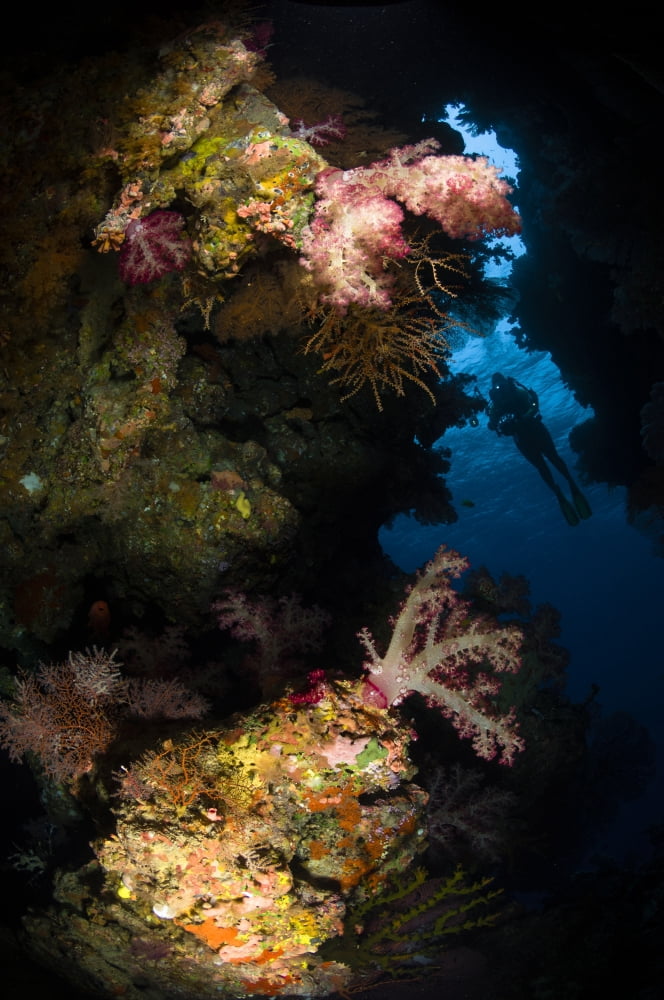 Diver in soft coral seascape Fiji Canvas Art - Todd WinnerStocktrek Images (23 x 35)