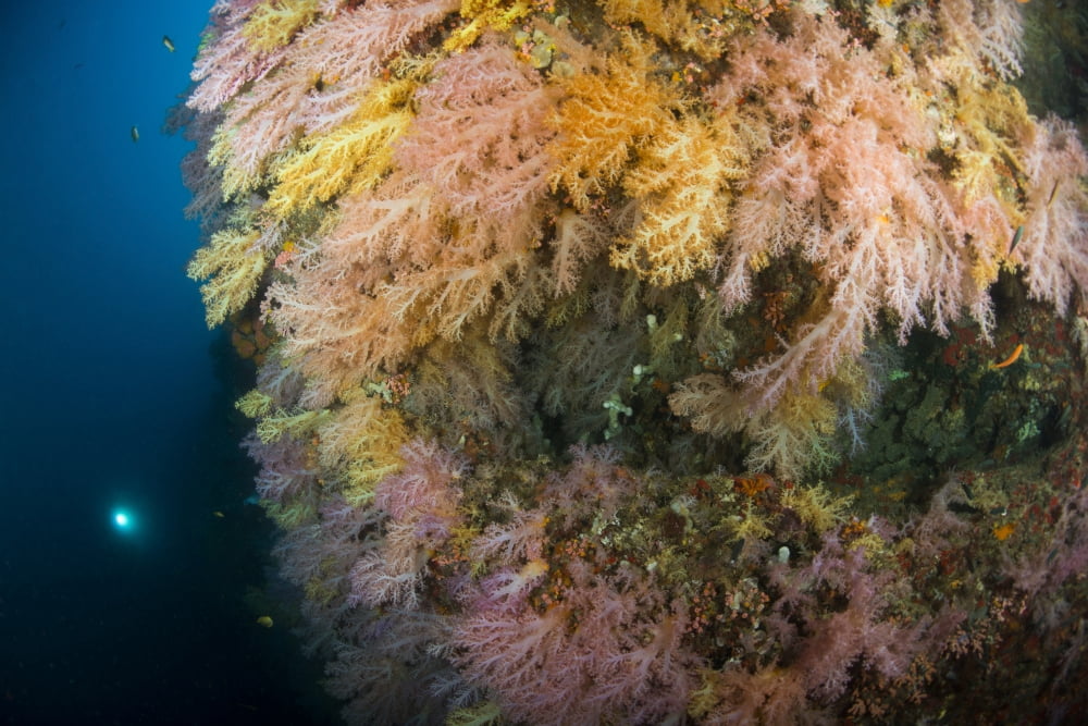 Diver in the distance shining his torch onto brightly colored forests of soft coral Canvas Art - Mathieu MeurStocktrek Images (17 x 12)