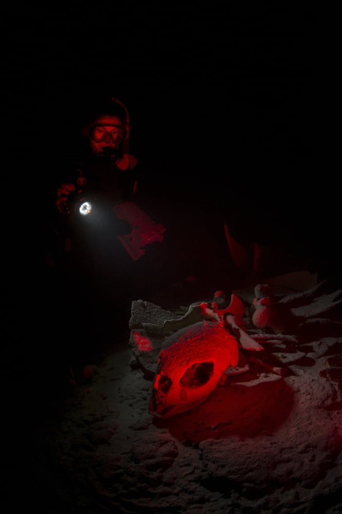 Diver in underwater cave illuminating the skeleton of a dead turtle Canvas Art - Mathieu MeurStocktrek Images (23 x 34)