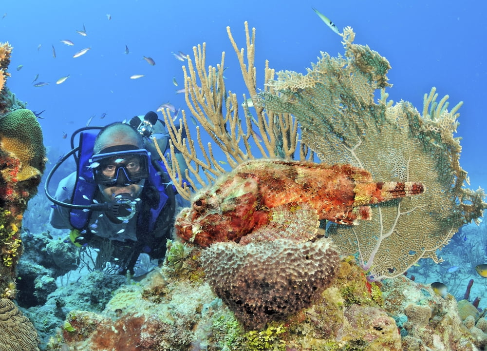 Diver looks at Scorpionfish on caribbean reef Canvas Art - Karen DoodyStocktrek Images (17 x 12)