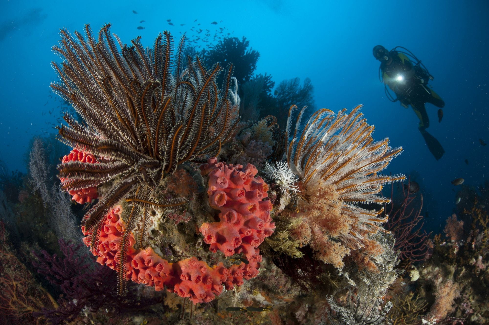 Diver looks on at a Raja Ampat reefscape covered in crinoids Indonesia Canvas Art - Steve JonesStocktrek Images (35 x 23)