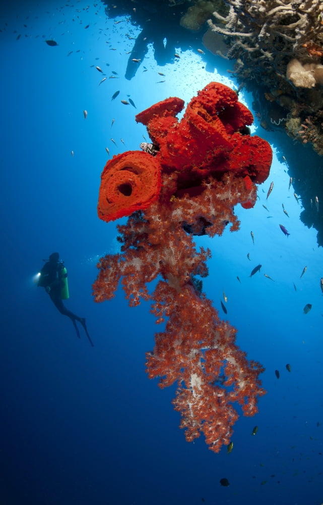 Diver looks on at a bright red soft coral and sponge hanging from a cave Canvas Art - Steve JonesStocktrek Images (12 x 18)
