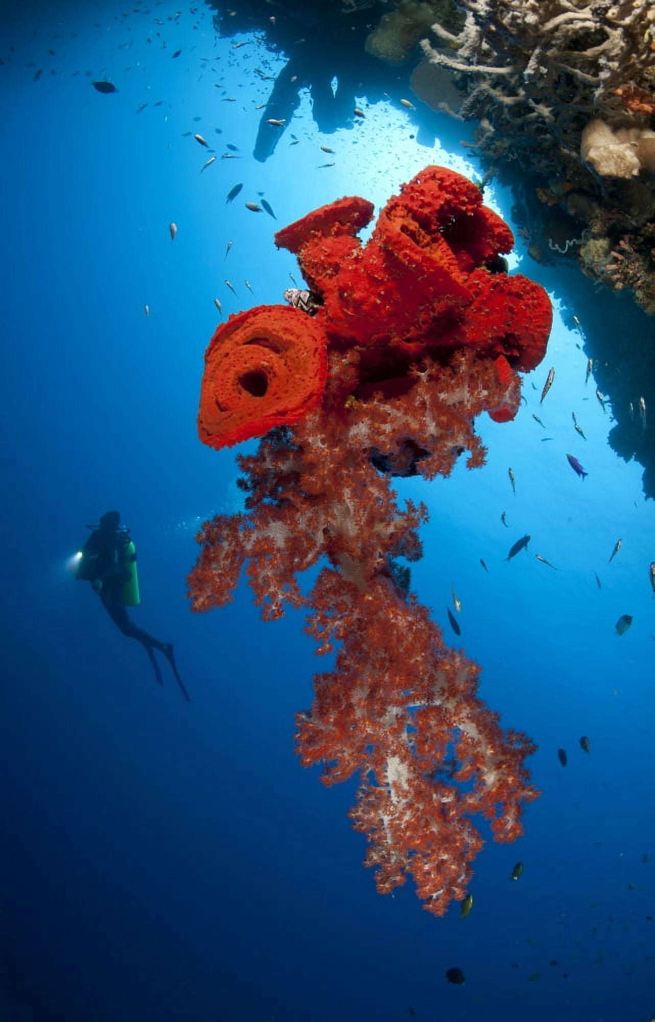 Diver looks on at a bright red soft coral and sponge hanging from a cave Canvas Art - Steve JonesStocktrek Images (23 x 35)