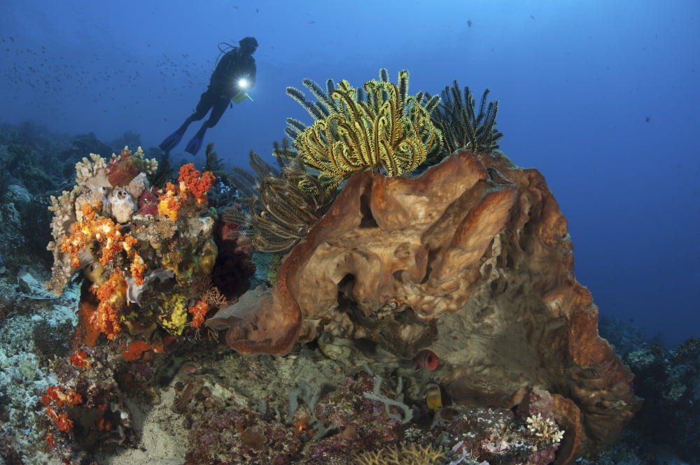 Diver looks on at a colorful Komodo seascape Indonesia Canvas Art - Steve JonesStocktrek Images (17 x 12)