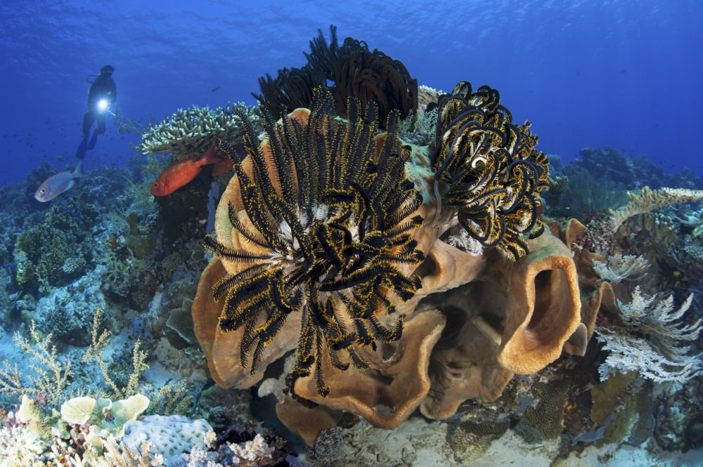 Diver looks on at a colorful Komodo seascape Indonesia Canvas Art - Steve JonesStocktrek Images (34 x 23)