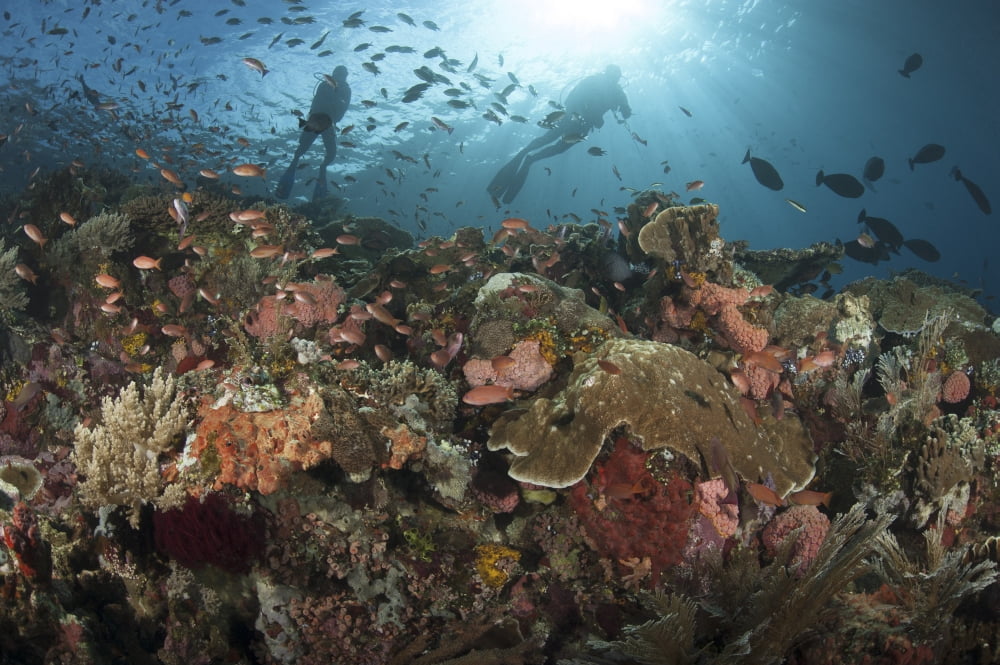 Diver looks on at sponges soft corals and crinoids in a colorful Komodo seascape Canvas Art - Steve JonesStocktrek Images (34 x 23)