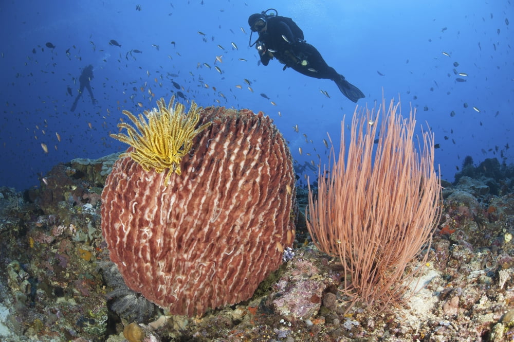 Diver looks on at sponges soft corals and crinoids in a colorful Komodo seascape Canvas Art - Steve JonesStocktrek Images (34 x 23)