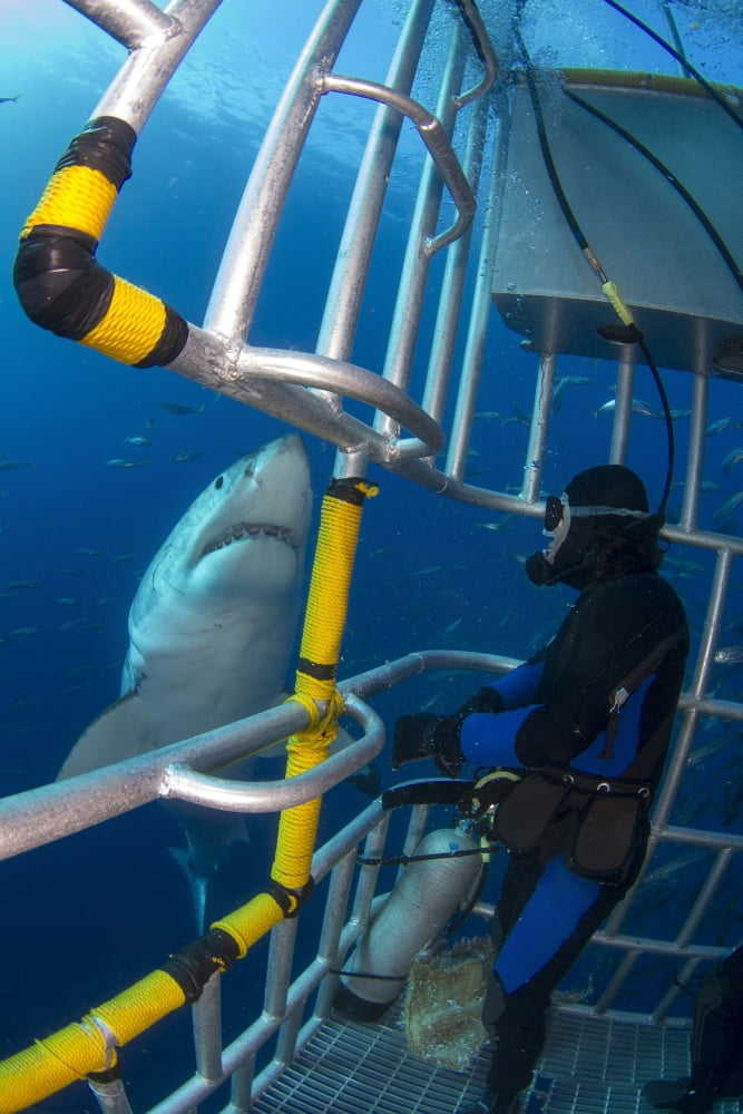 Diver observes a male great white shark from inside a shark cage Canvas Art - Todd WinnerStocktrek Images (12 x 18)