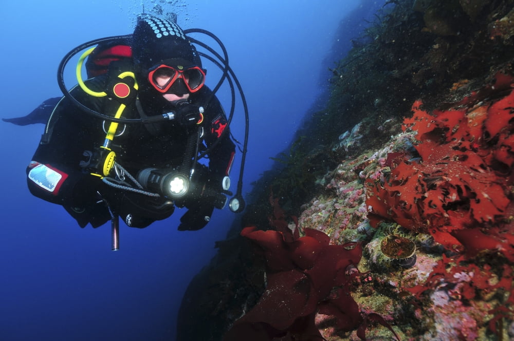 Diver on wall with red algae Antarctica Canvas Art - Mathieu MeurStocktrek Images (18 x 12)