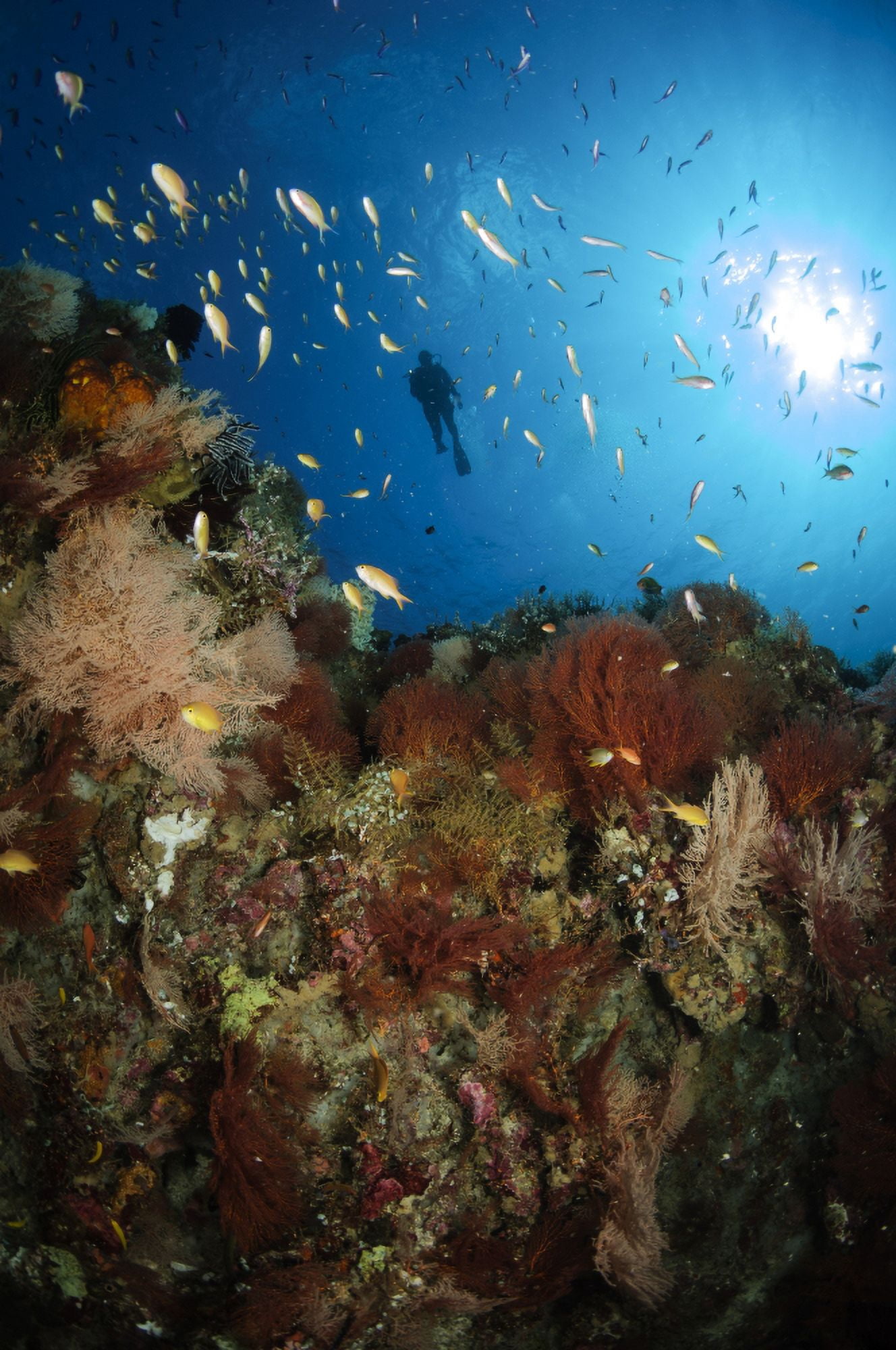 Diver over reef seascape Indonesia Canvas Art - Todd WinnerStocktrek Images (12 x 18)