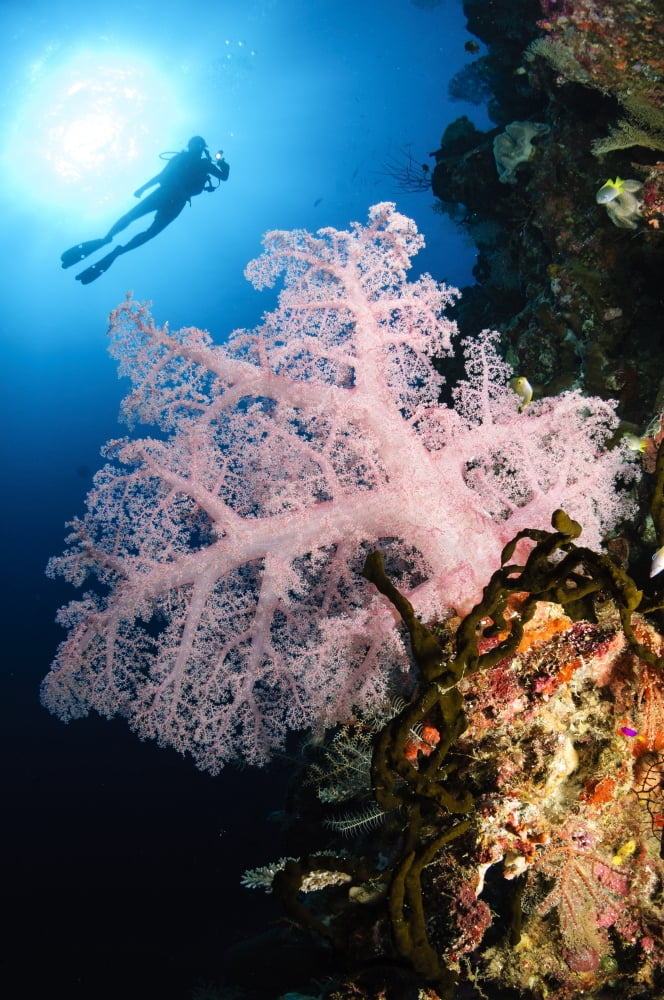 Diver over soft coral seascape Indonesia Canvas Art - Todd WinnerStocktrek Images (23 x 34)