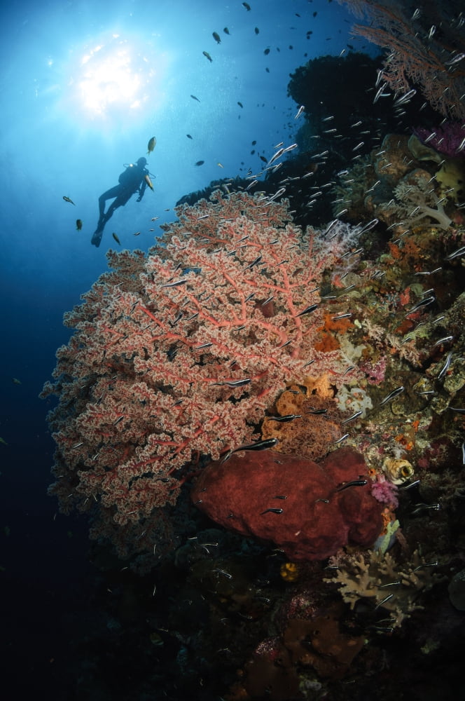 Diver over soft coral seascape Indonesia Canvas Art - Todd WinnerStocktrek Images (23 x 35)