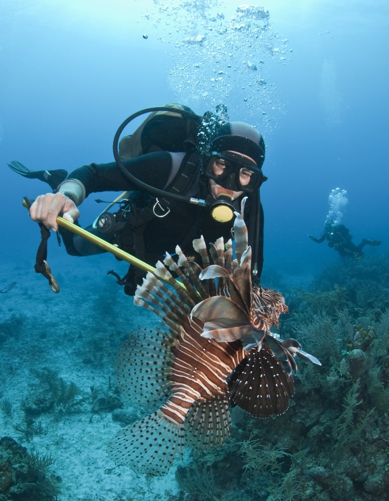 Diver spears an invasive Indo-Pacific Lionfish in the Caribbean Sea Canvas Art - Karen DoodyStocktrek Images (13 x 16)