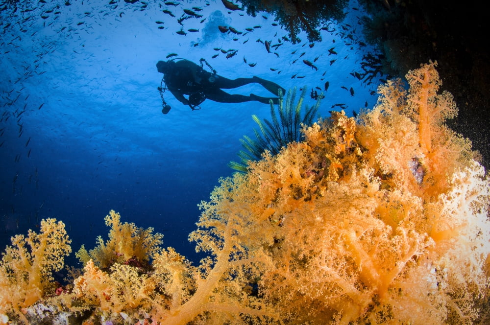 Diver swimms above soft coral Fiji Canvas Art - Todd WinnerStocktrek Images (17 x 12)