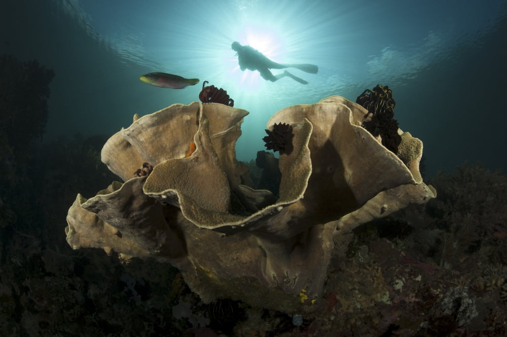 Diver swims above a large sponge in Horseshoe Bay Indonesia Canvas Art - Steve JonesStocktrek Images (17 x 12)