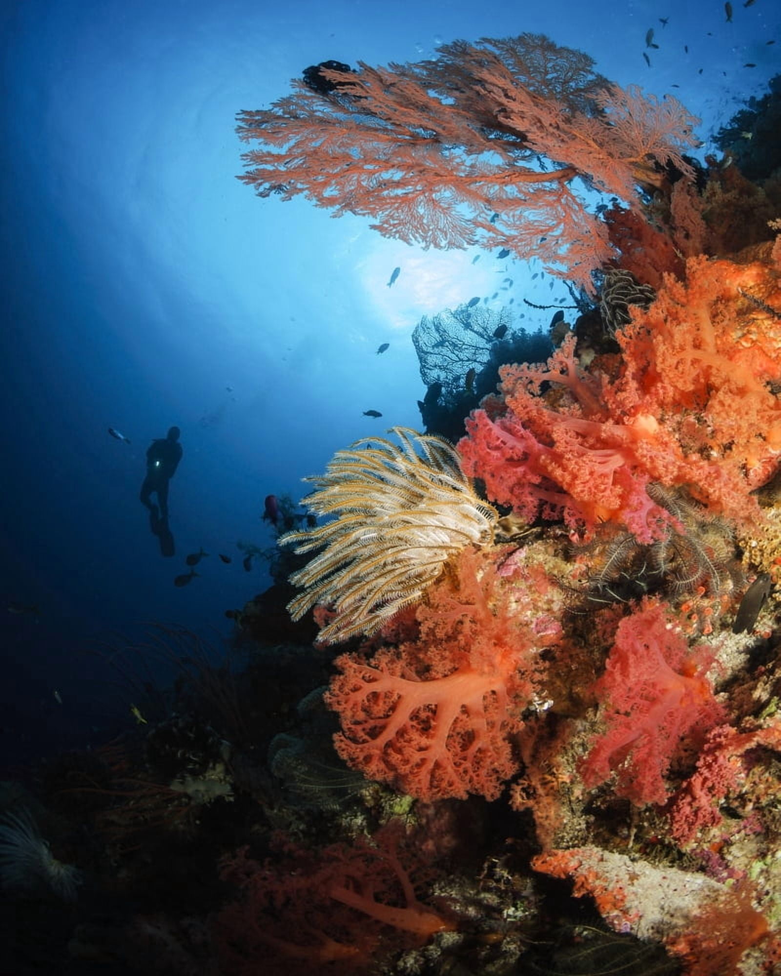 Diver swims by a soft coral reef Indonesia Canvas Art - Todd WinnerStocktrek Images (26 x 32)