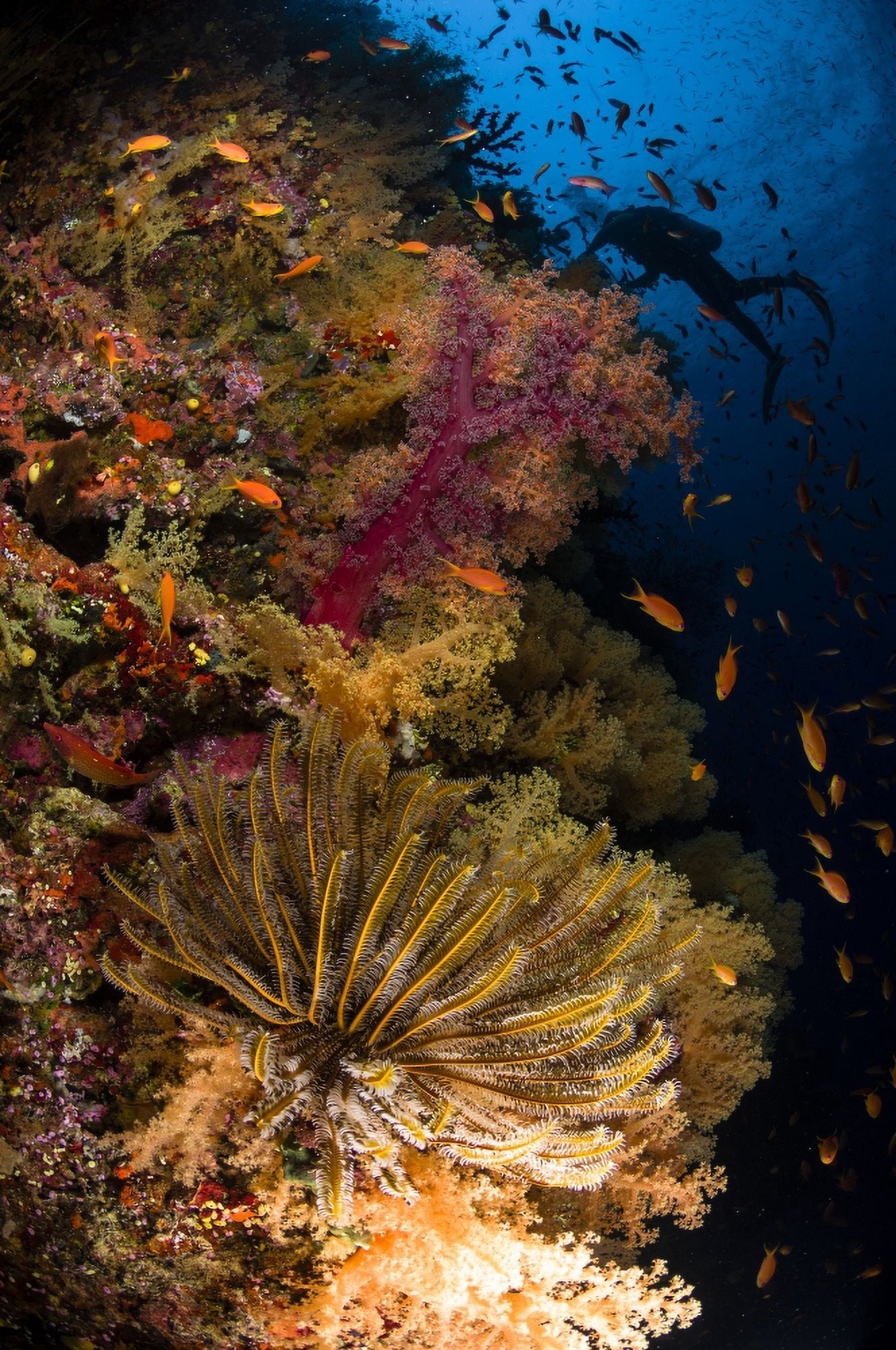 Diver swims by soft corals and crinoid Fiji Canvas Art - Todd WinnerStocktrek Images (12 x 18)