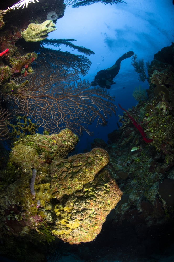 Diver swims over a reef Belize Canvas Art - Todd WinnerStocktrek Images (12 x 18)