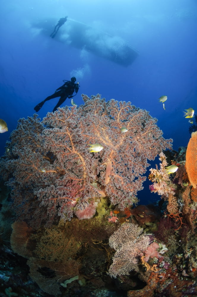Diver swims over sea fans Indonesia Canvas Art - Todd WinnerStocktrek Images (23 x 35)