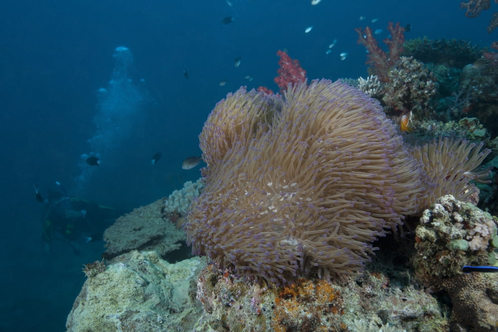 Diver swims past a large sea anenome on a Fijian reef Canvas Art - Terry MooreStocktrek Images (18 x 12)