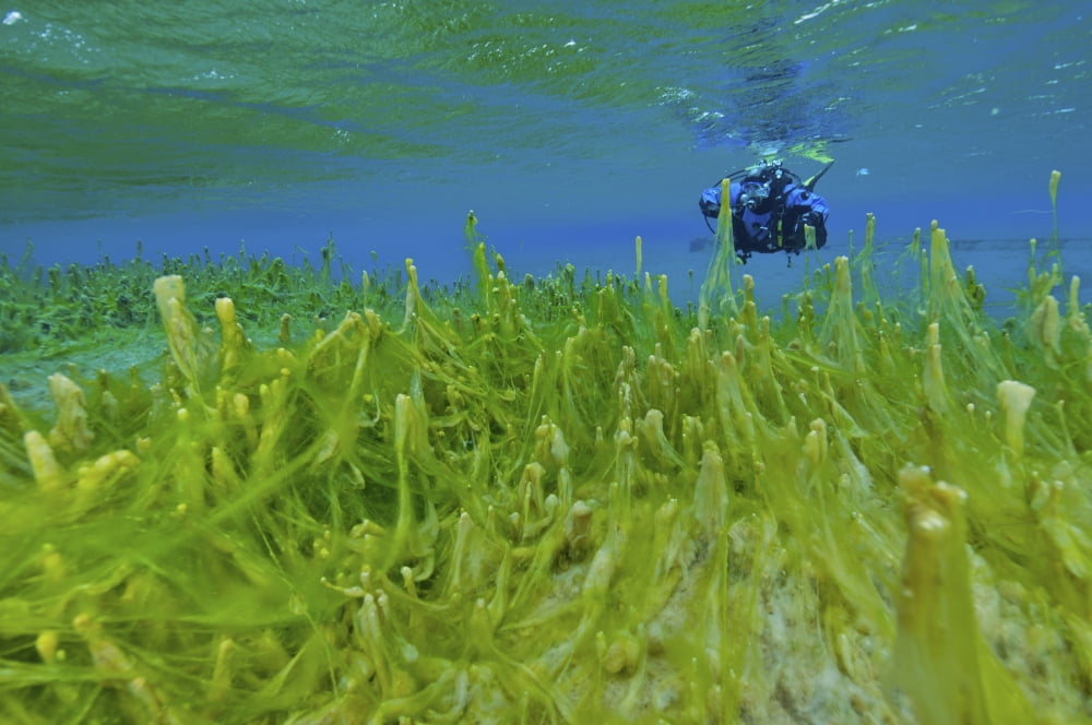 Diver with fluorescent green algae strand on stalks Snegja Iceland Canvas Art - Mathieu MeurStocktrek Images (18 x 12)