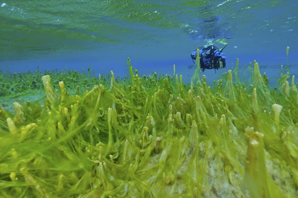 Diver with fluorescent green algae strand on stalks Snegja Iceland Canvas Art - Mathieu MeurStocktrek Images (35 x 23)