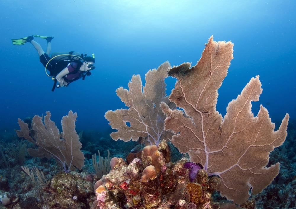 Diver with large purple sea fan Cariibean Sea Canvas Art - Karen DoodyStocktrek Images (34 x 24)