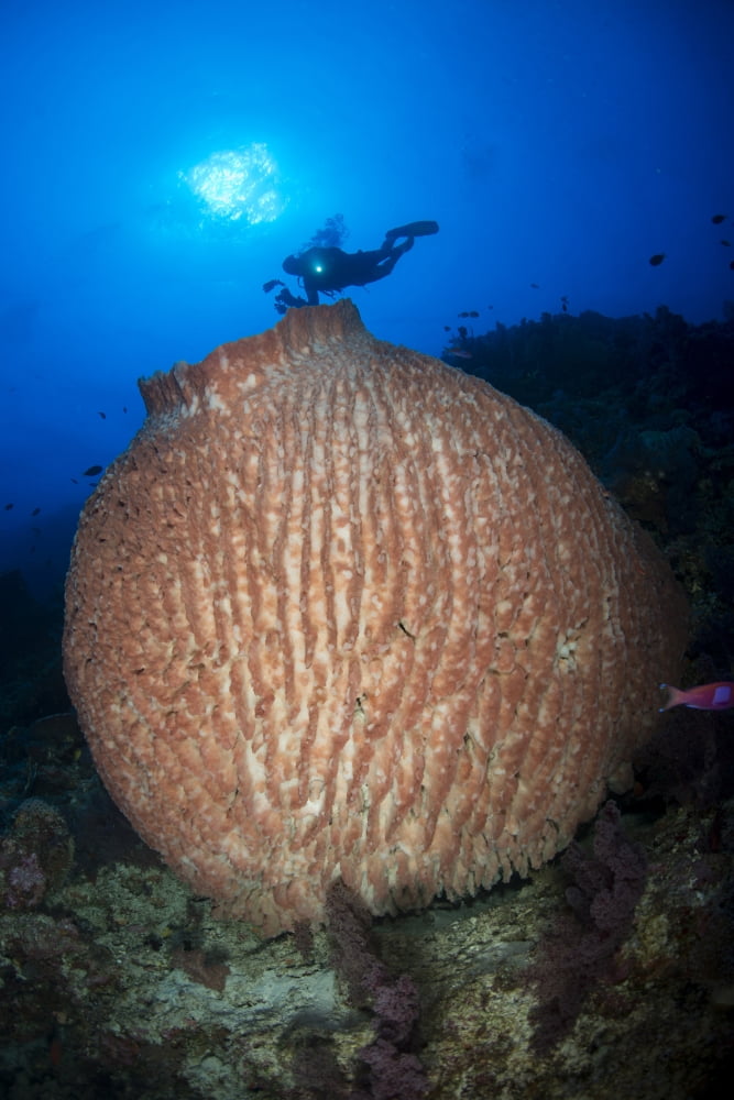 Diver with torchlight over large round pinkish barrel sponge Canvas Art - Mathieu MeurStocktrek Images (23 x 34)