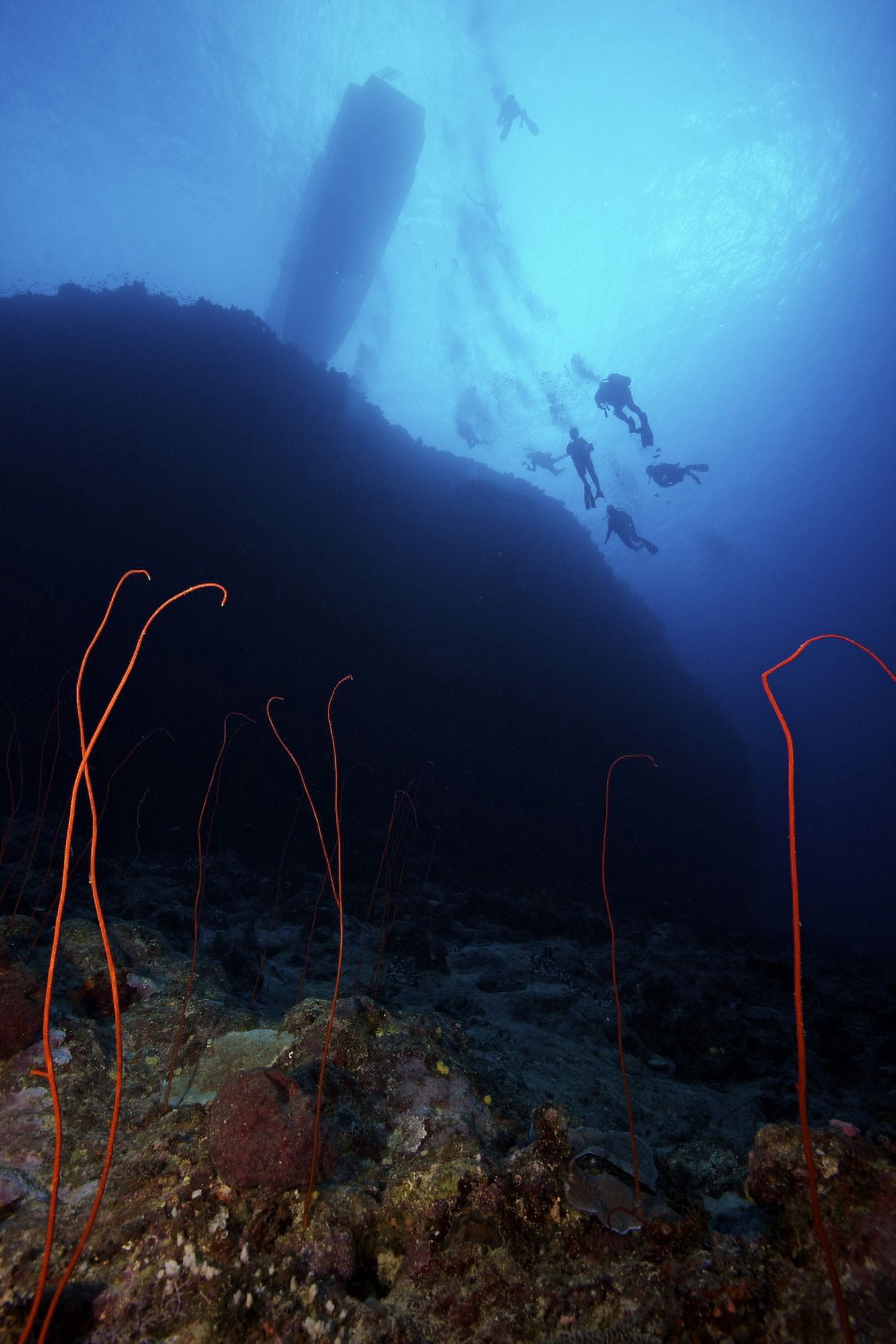 Divers descend onto a deep wreef with red sea whip corals Fiji Canvas Art - Terry MooreStocktrek Images (12 x 18)