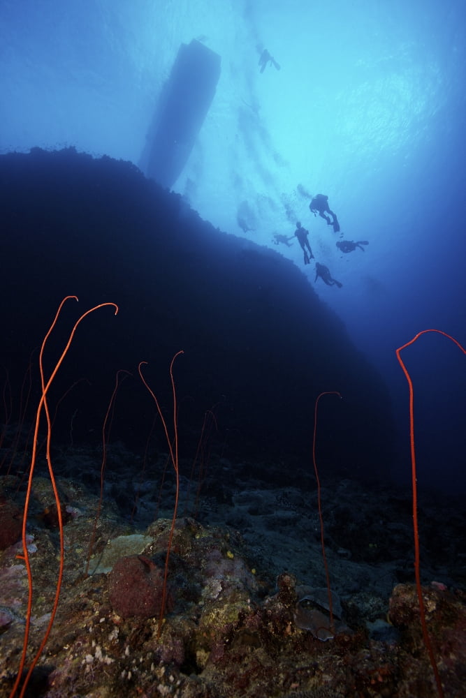 Divers descend onto a deep wreef with red sea whip corals Fiji Canvas Art - Terry MooreStocktrek Images (23 x 35)