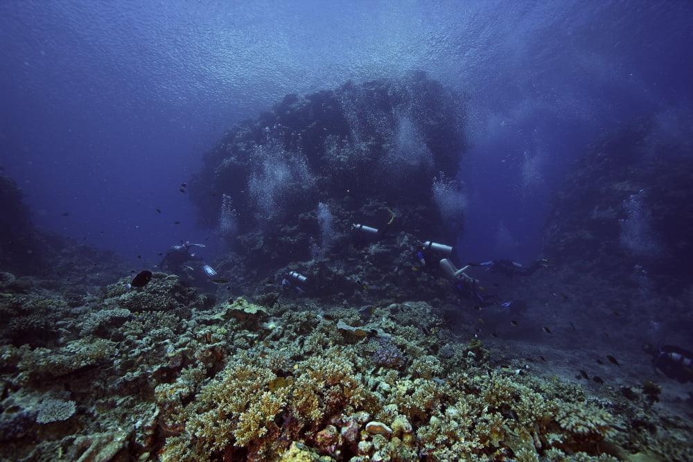 Divers explore Beqa Lagoons beautiful coral reefs Fiji Canvas Art - Terry MooreStocktrek Images (18 x 12)