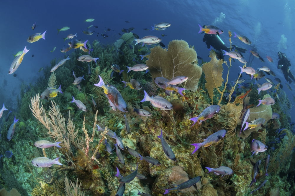 Divers exploring a Caribbean reef with a school of fish Canvas Art - Mathieu MeurStocktrek Images (17 x 12)