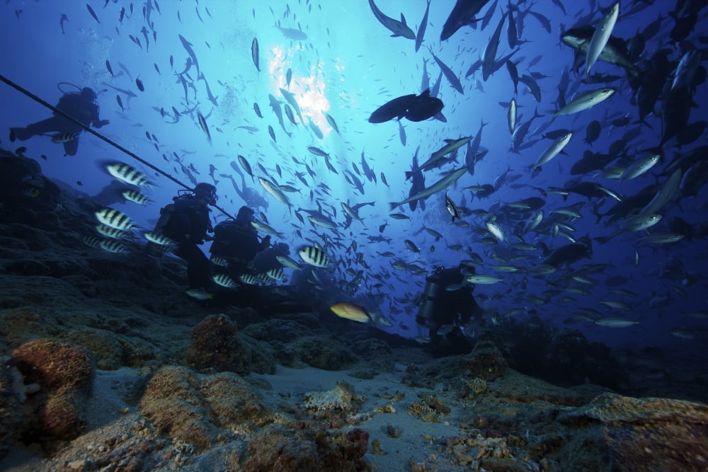 Divers & fish at Beqa Lagoons premier shark dive called the Bistro Fiji Canvas Art - Terry MooreStocktrek Images (35 x 23)